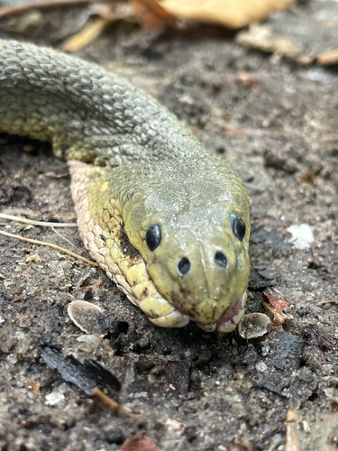 Hydrophis schistosus observed 2026-07-23