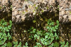 Tauschia kelloggii