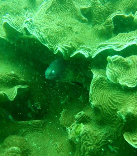 White-eyed Moray