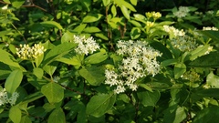 Cornus glabrata