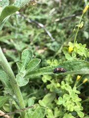 Coccinella septempunctata