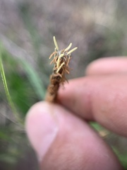 Carex barbarae