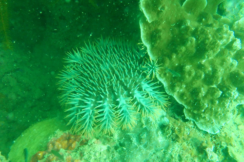 Pacific Ocean Crown-of-Thorns