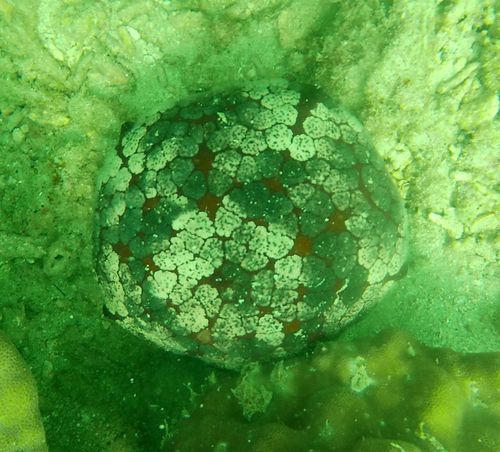 Pillow Cushion Star