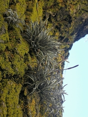Tillandsia virescens