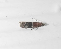 Moodna pallidostrinella