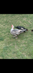 Cairina moschata domestica