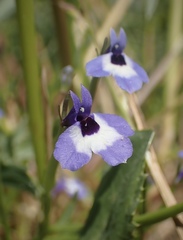 Downingia concolor concolor