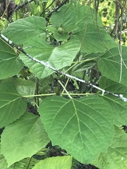 Clerodendrum chinense