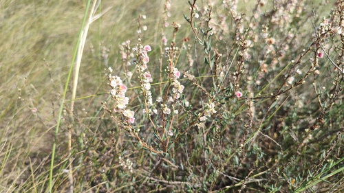 Atraphaxis frutescens