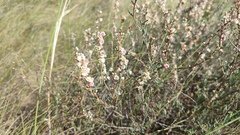 Atraphaxis frutescens