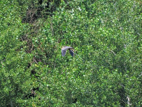 iNaturalist image
