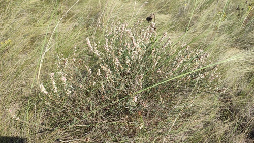 Atraphaxis frutescens, photograph 1