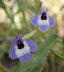 Downingia concolor concolor