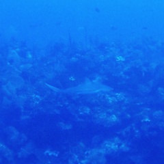 Carcharhinus perezii