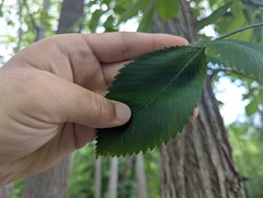 Ulmus thomasii, photograph (c) Ryan Sorrells, some rights reserved (CC BY)