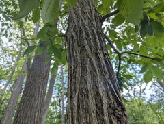 Ulmus thomasii, photograph (c) Ryan Sorrells, some rights reserved (CC BY)
