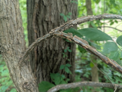 Ulmus thomasii, photograph 4
