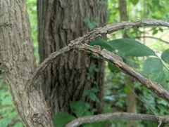 Ulmus thomasii, photograph (c) Ryan Sorrells, some rights reserved (CC BY)