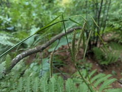 Carex crinita, photograph (c) Ryan Sorrells, some rights reserved (CC BY)