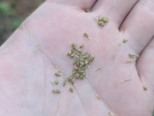 Carex crinita, photograph 6