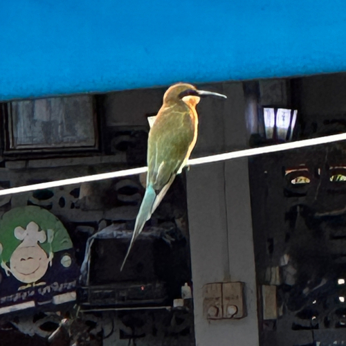 Blue-tailed Bee-eater