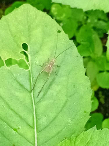 Nisitrus vittatus, 2026-07-27
