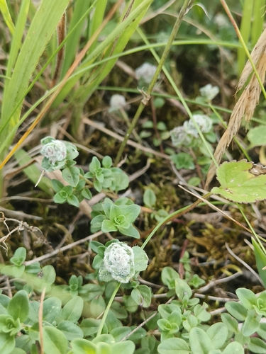 Thyme Gall-mite