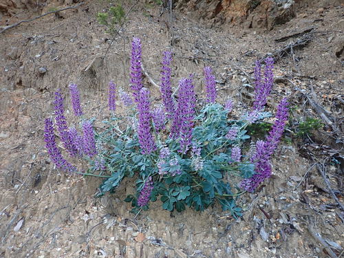 Cobb Mountain Lupine