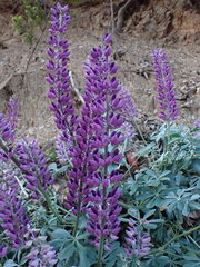 Lupinus sericatus