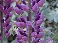 Lupinus sericatus