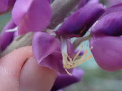Lupinus sericatus