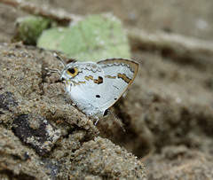 Hypolycaena othona