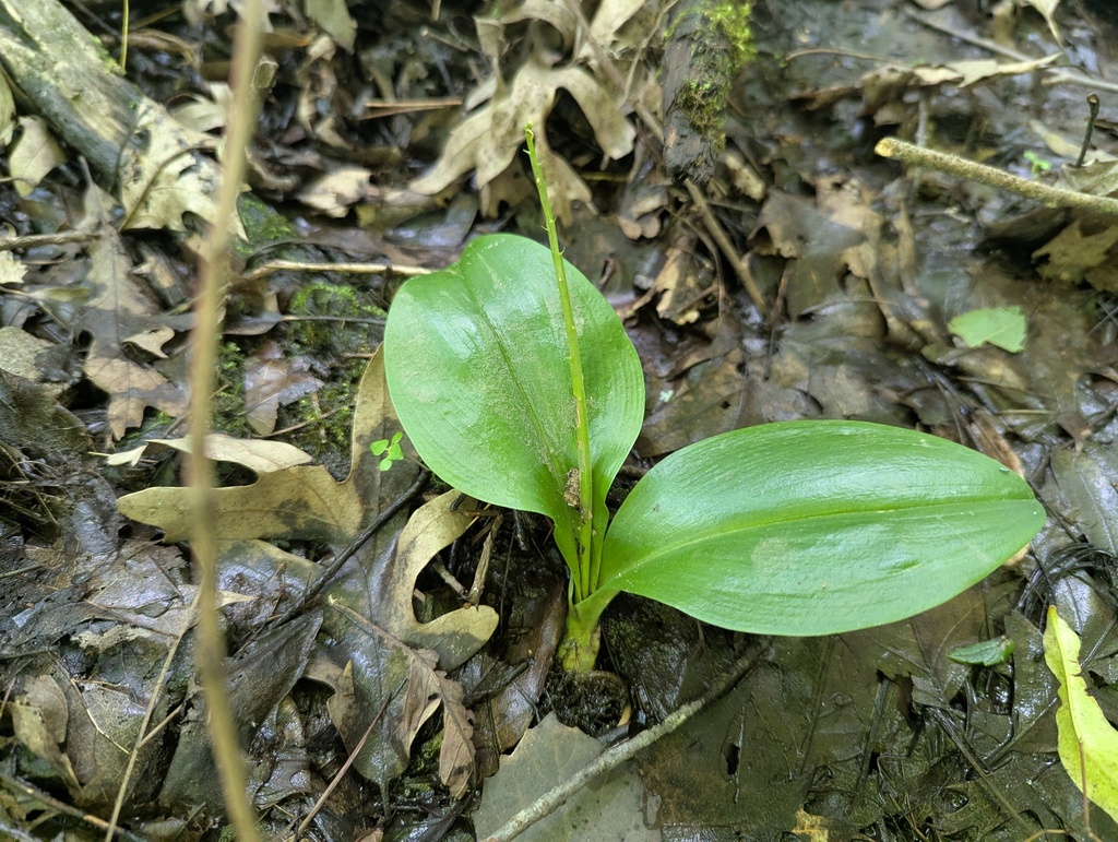 Liparis liliifolia; photograph (c) Ryan Sorrells, some rights reserved (CC BY)