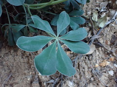Lupinus sericatus