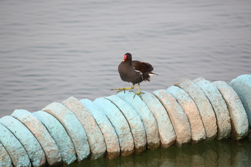 iNaturalist image