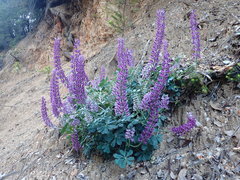 Lupinus sericatus