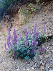 Lupinus sericatus