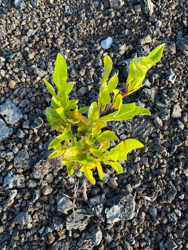 Rumex skottsbergii observed 2026-07-27