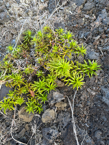 Dubautia scabra observed 2026-07-27