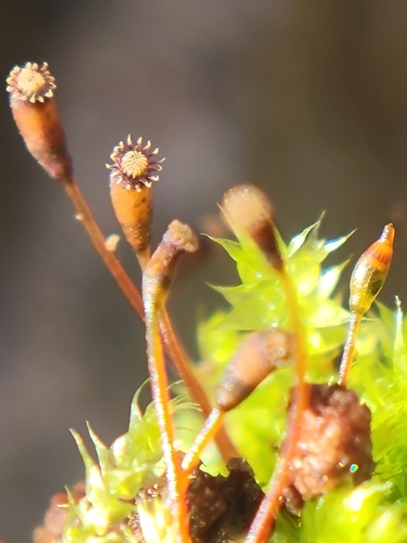 Rhynchostegium laxatum observed 2026-07-26