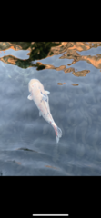 Cyprinus rubrofuscus