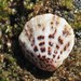 Spondylus nicobaricus - Photo (c) Adrian Gale, some rights reserved (CC BY-NC), uploaded by Adrian Gale