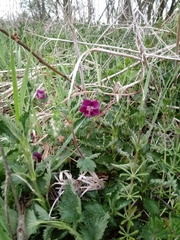 Geranium phaeum