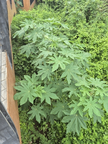 castor bean
