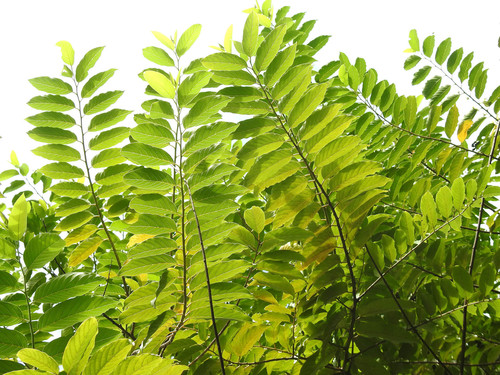 Cananga odorata