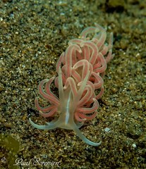 Phyllodesmium serratum