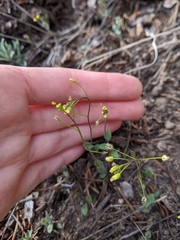 Draba nemorosa