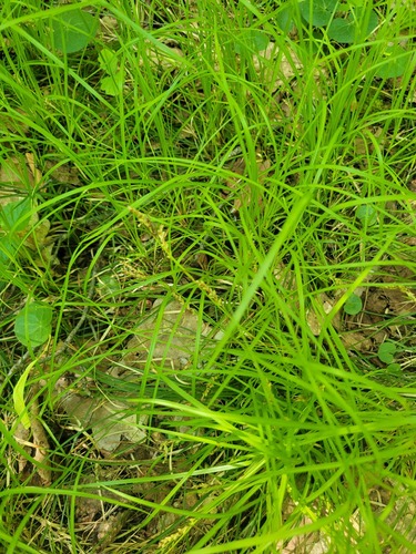 Carex rhizina