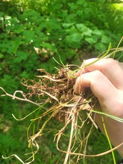(c) Dmitriy Bochkov, some rights reserved (CC BY) Carex rhizina, photograph (c) Dmitriy Bochkov, some rights reserved (CC BY)